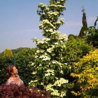 Flower Tower