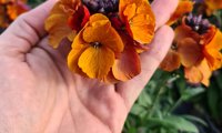 Colour Vibe Orange