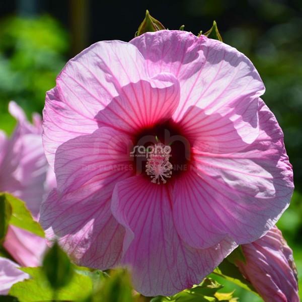 Planet® Solène