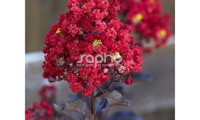 Black Diamond® Red Hot