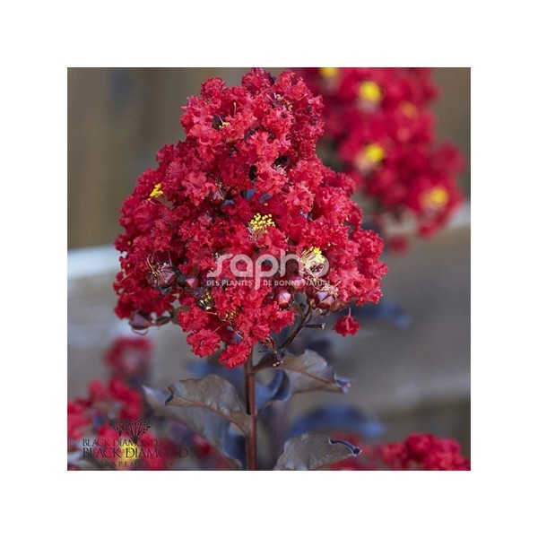 Black Diamond® Red Hot