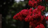 Enduring Red