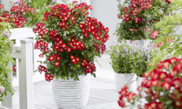 Everglow Ruby