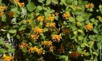 Golden Trumpet