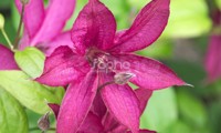 Saphyra® Nancy