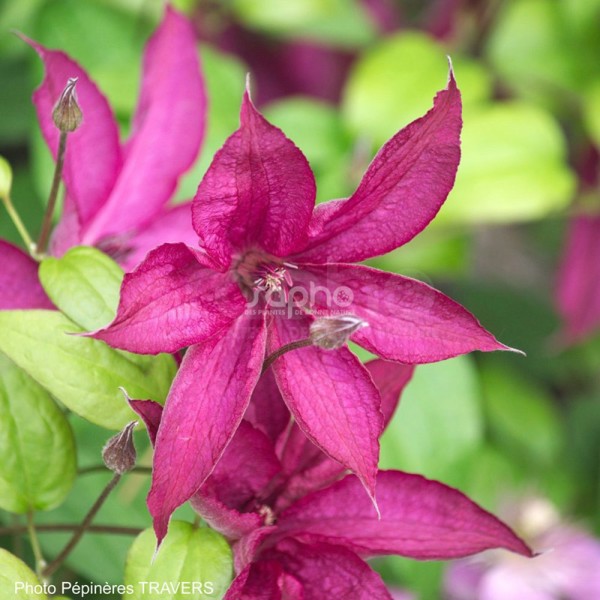 Clematis × (Клематис гібридний)