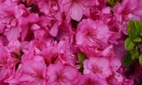FLASH DANCE Pink