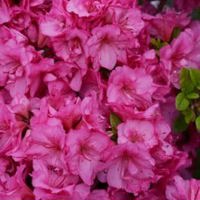 FLASH DANCE Pink