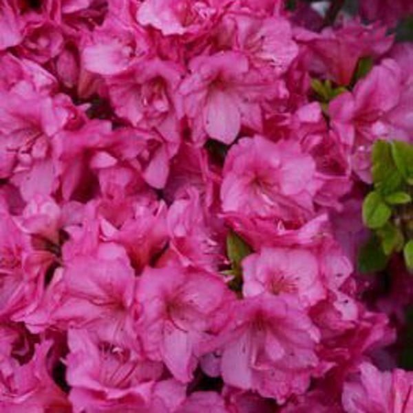 FLASH DANCE Pink