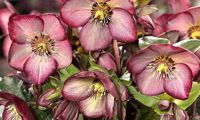 HGC® Ice N' Roses® Wild Berry