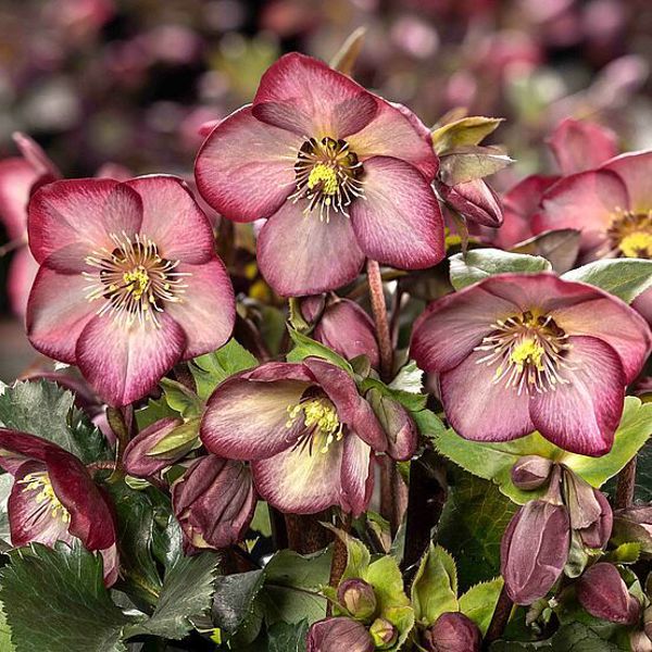 HGC® Ice N' Roses® Wild Berry