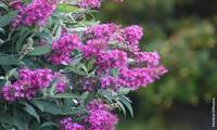 Tiny Buddy Hot Pink