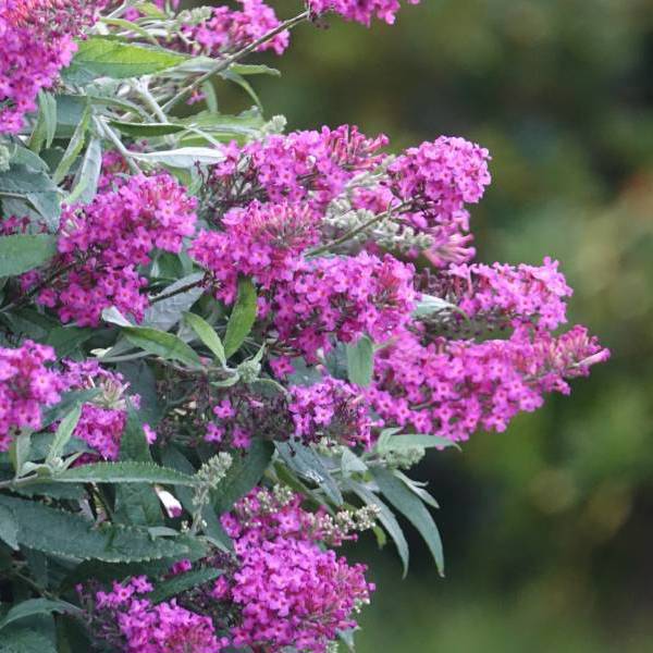 Tiny Buddy Hot Pink