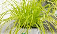 EverColor 'Everillo'
