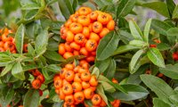 Orange Star