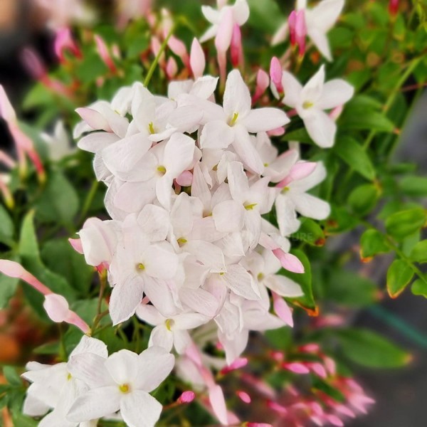Jasminum × (Жасмин гібридний)