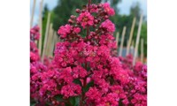 Fuchsia d'Été