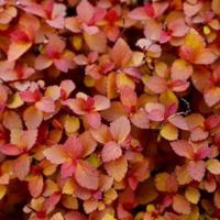 ZEN'SPIRIT® Caramel