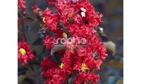 Black Diamond® Crimson Red