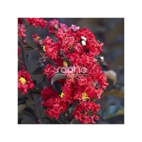 Black Diamond® Crimson Red