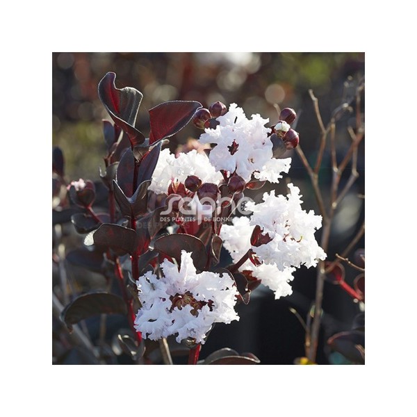 Lagerstroemia × (Лагерстремія гібридна)