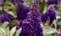 Butterfly Candy Little Blackberry