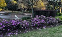 Autumn Lilac