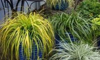 EverColor 'Everillo'