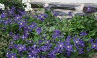 Saphyra® Indigo