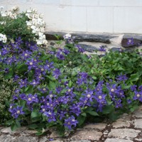 Saphyra® Indigo