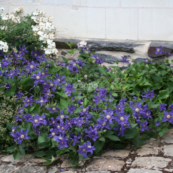 Saphyra® Indigo