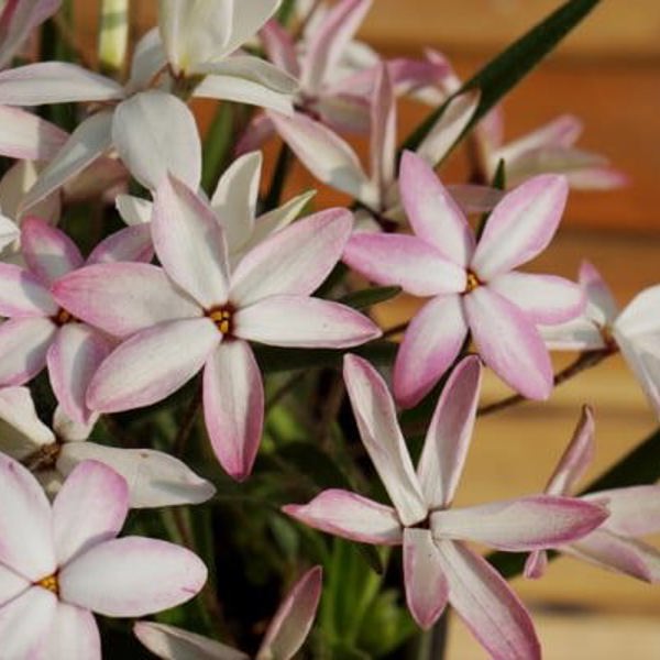 Rhodoxis × (Родоксис гібридний)