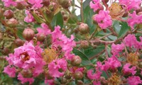 Mimie® Rose