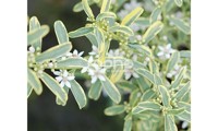 (Eriostemon) myoporoides Gold Touch®