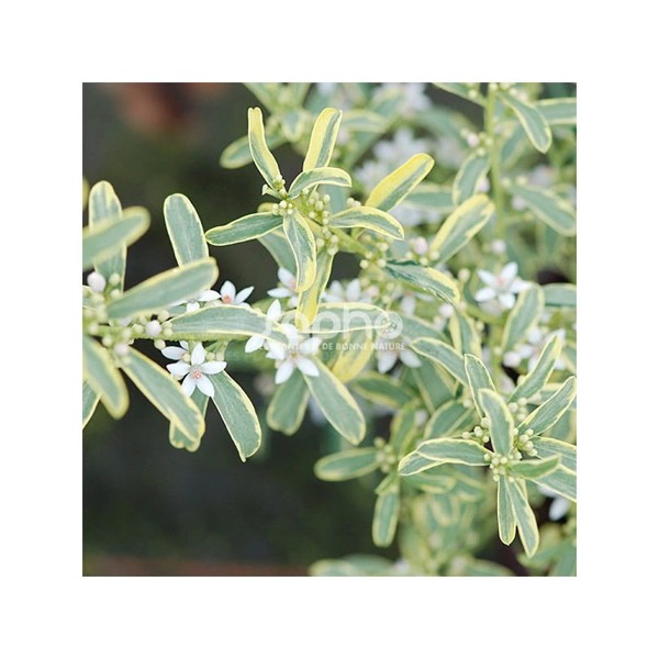 (Eriostemon) myoporoides Gold Touch®