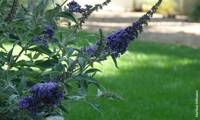 Reve De Papillon Blue