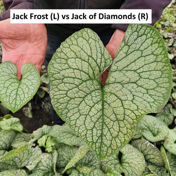 Jack of Diamonds
