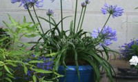 Pitchoune® Blue