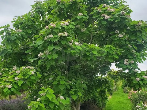 Катальпа