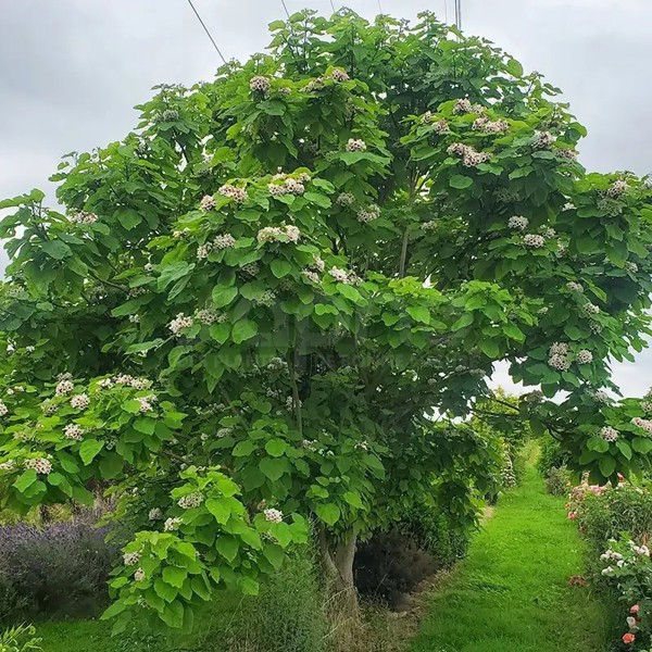 Catalpa bignonioides (Катальпа звичайна)