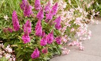 Butterfly Candy Little Cerise
