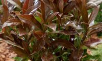 Coppertop