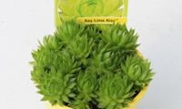Chick Charms Key Lime Kiss