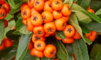 Orange Star