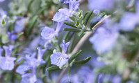 Blue Cascade