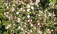 Nana Variegata