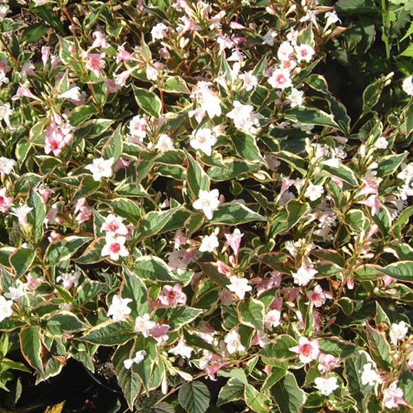 Nana Variegata