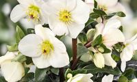 HGC® Ice N' Roses® Ivory Blush
