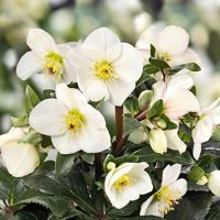 HGC® Ice N' Roses® Ivory Blush