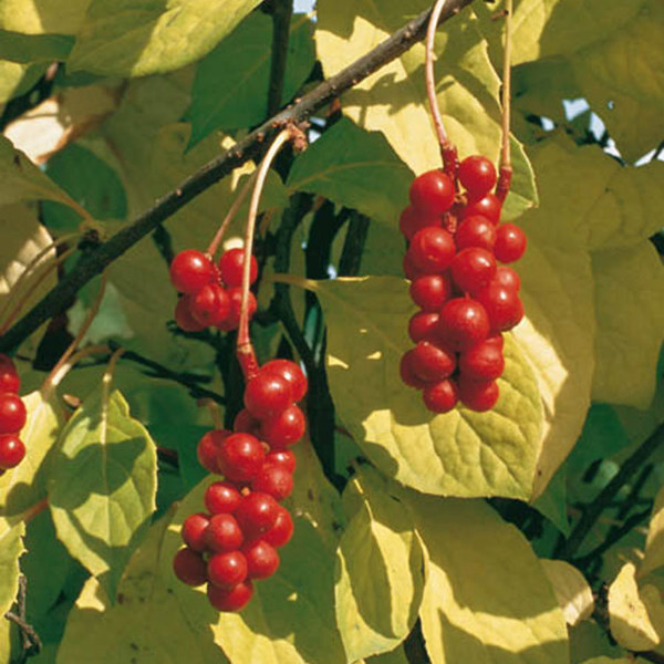 Schisandra chinensis (Лимонник китайський)